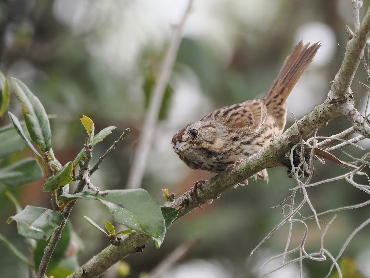 Lincoln's Sparrow - ML615705196