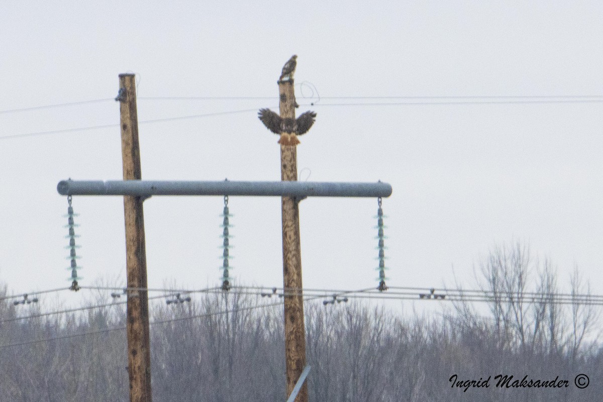 Red-tailed Hawk - ML615705198