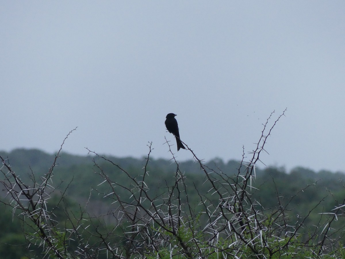 Fork-tailed Drongo - ML615705215