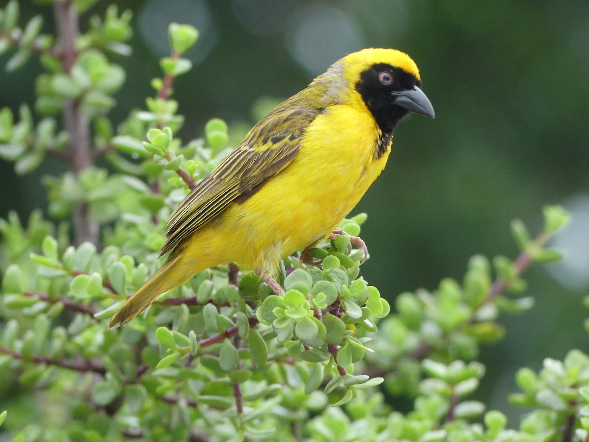 Southern Masked-Weaver - Guy RUFRAY