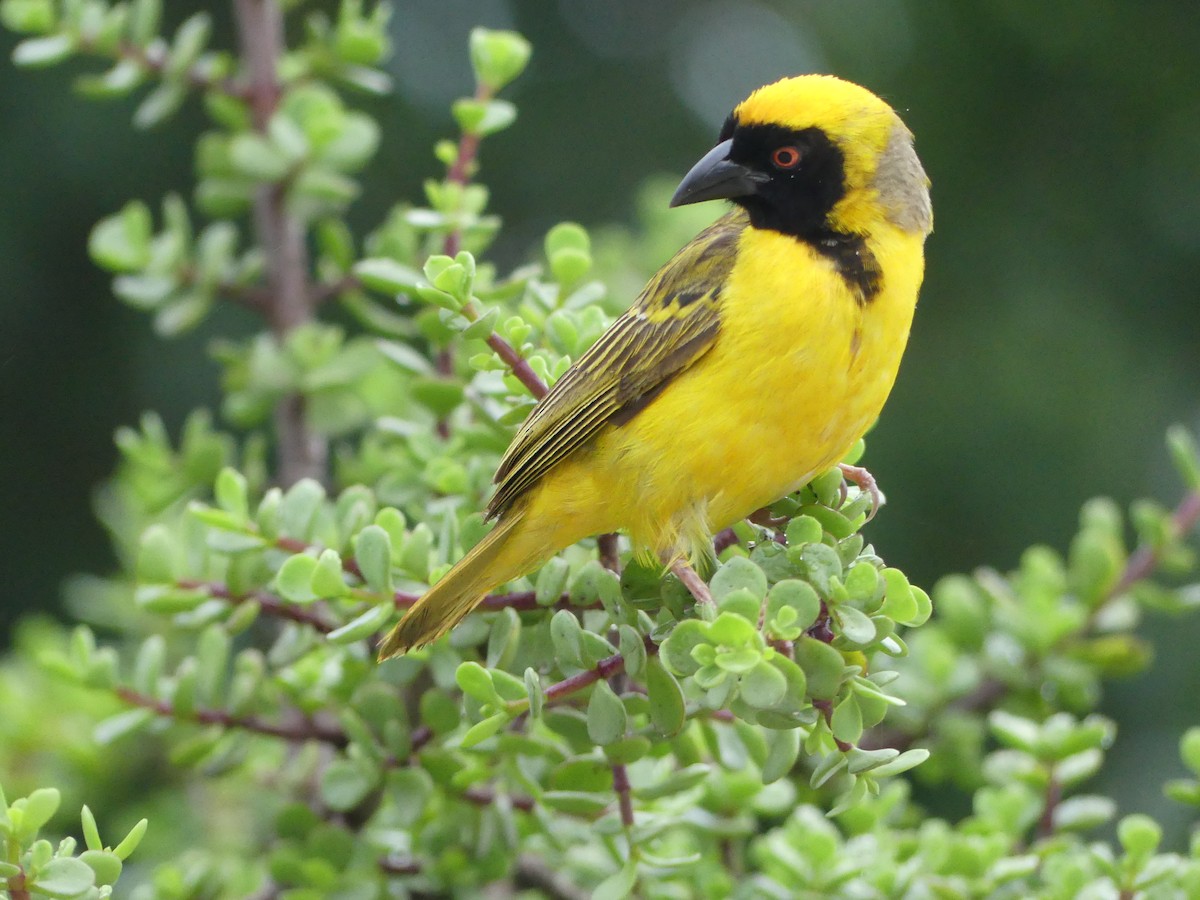 Southern Masked-Weaver - ML615705283