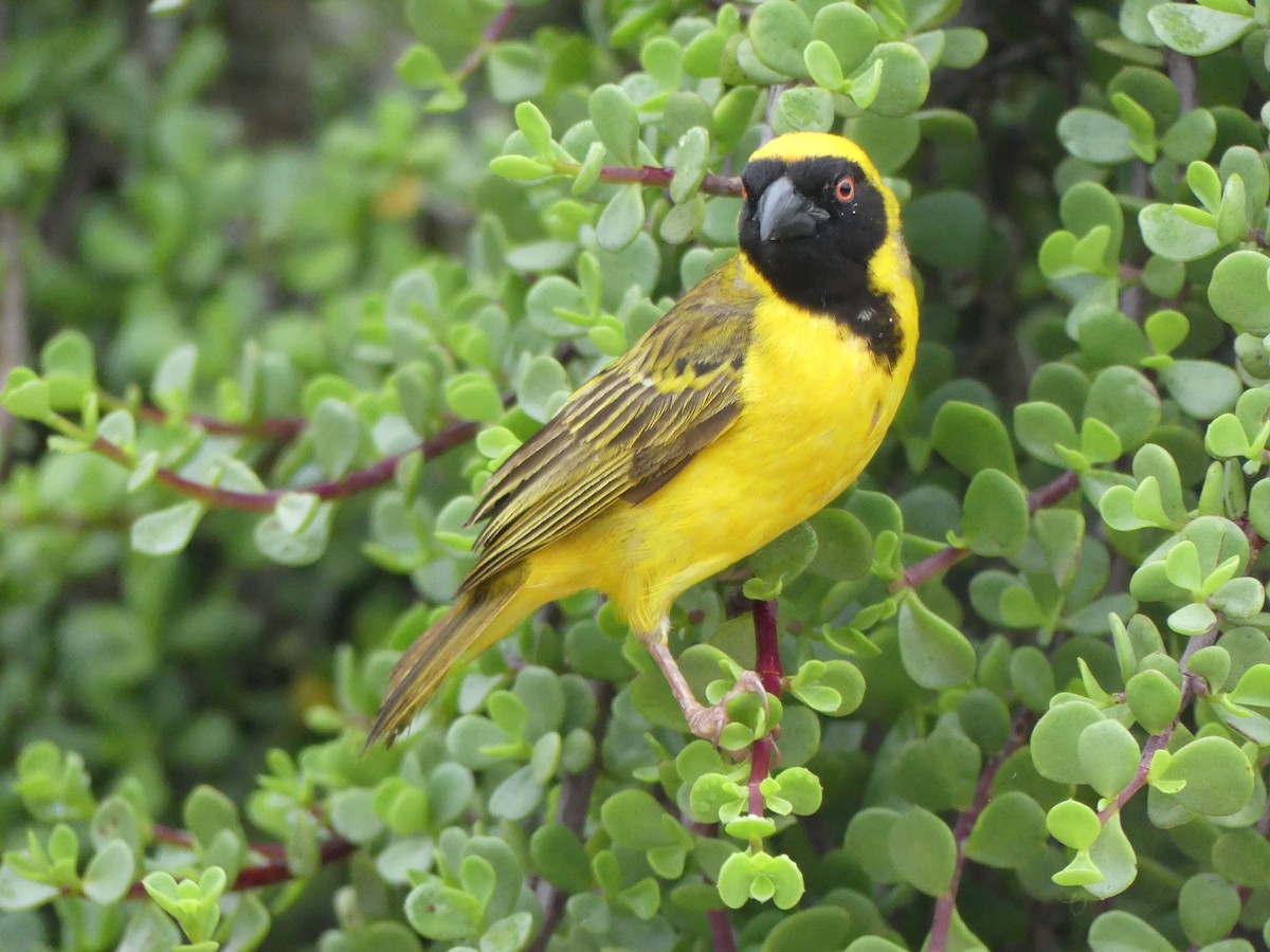 Southern Masked-Weaver - ML615705288