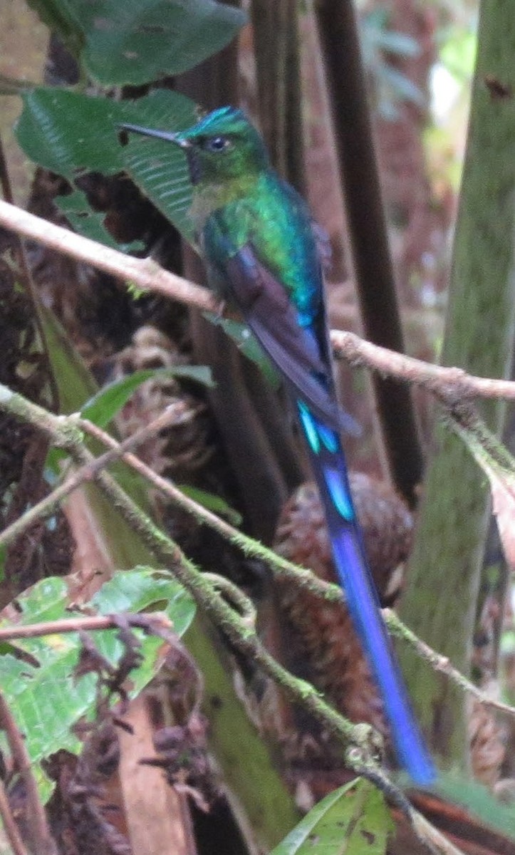 Violet-tailed Sylph - ML615705290