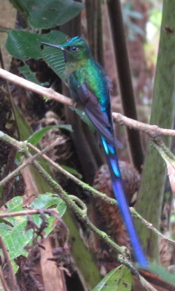 Violet-tailed Sylph - ML615705291
