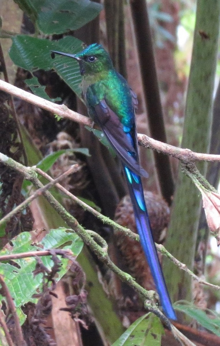Violet-tailed Sylph - ML615705292