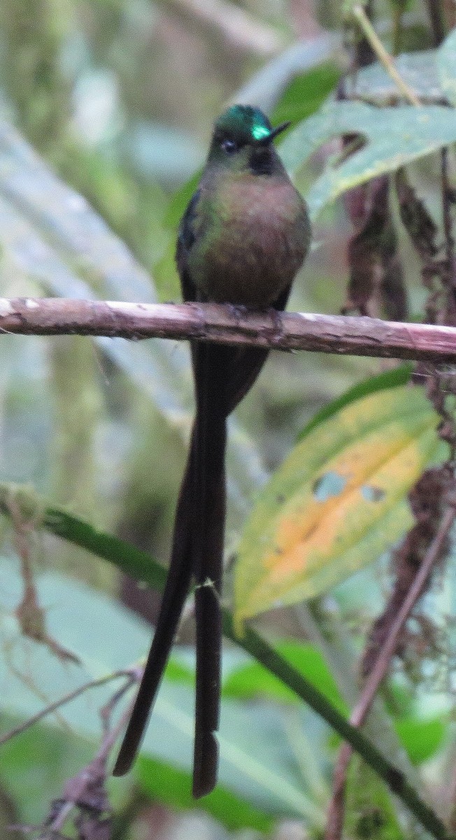 Violet-tailed Sylph - ML615705293