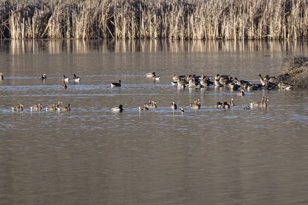 Greater White-fronted Goose - ML615705304