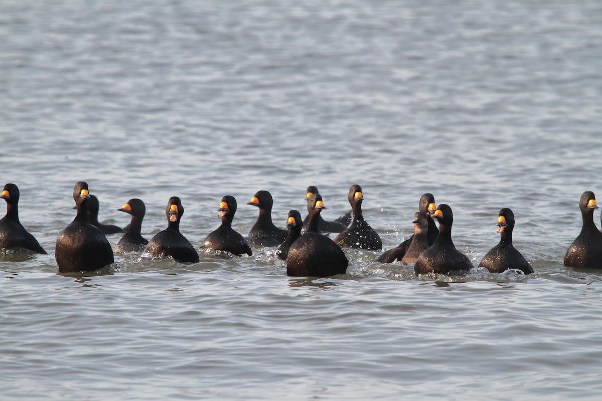 Black Scoter - ML615705307