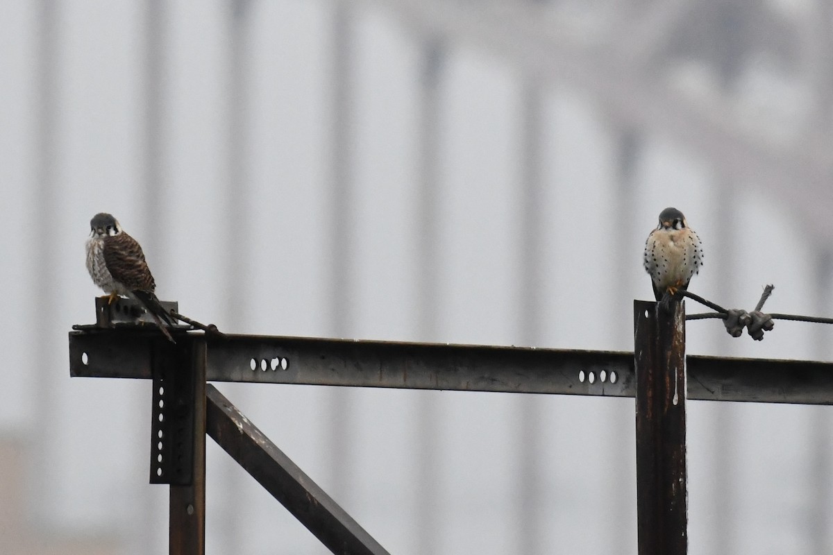 American Kestrel - ML615705311