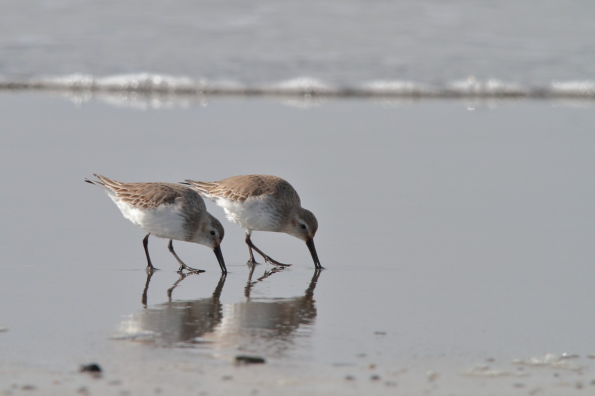 Dunlin - ML615705323