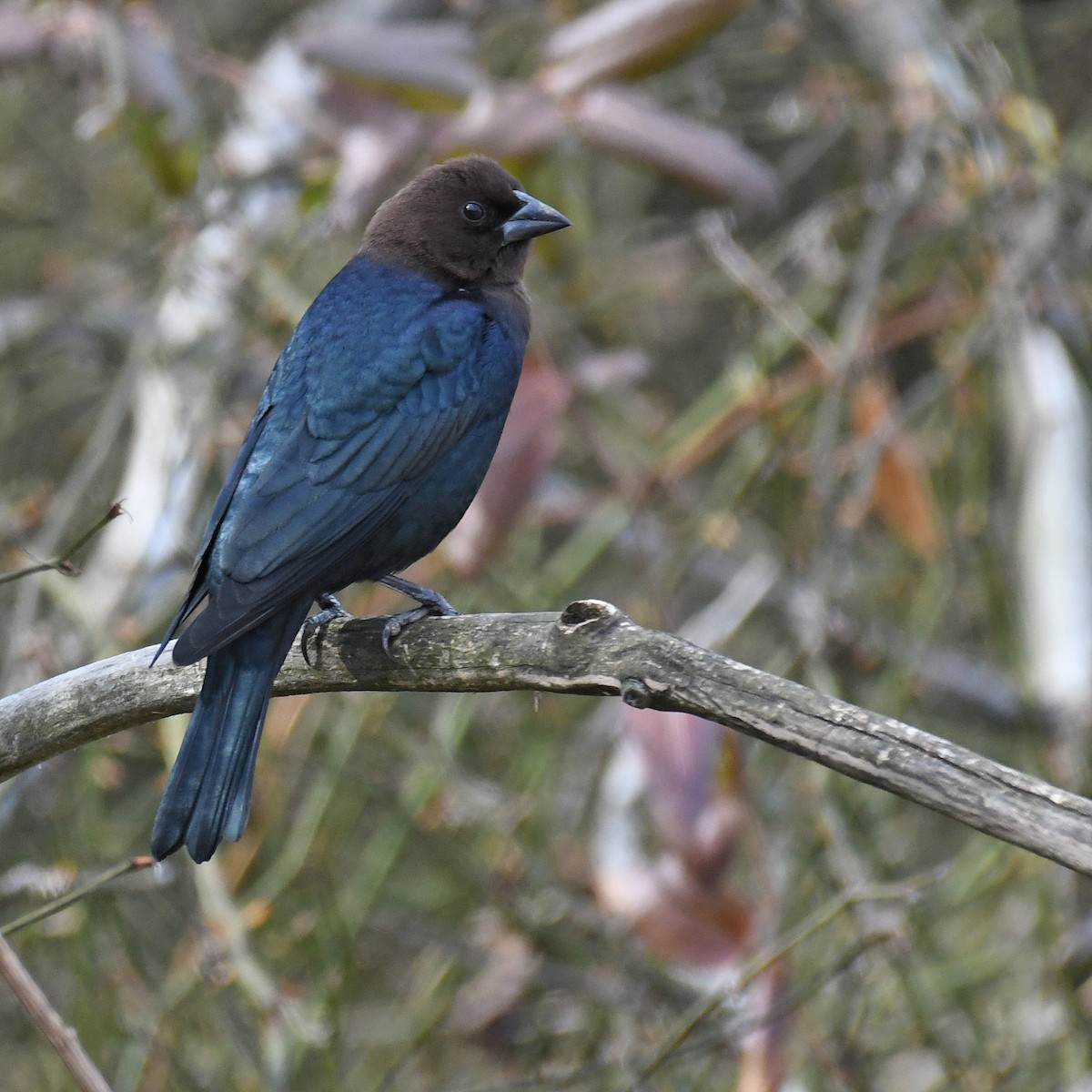 Brown-headed Cowbird - Laura  Wolf