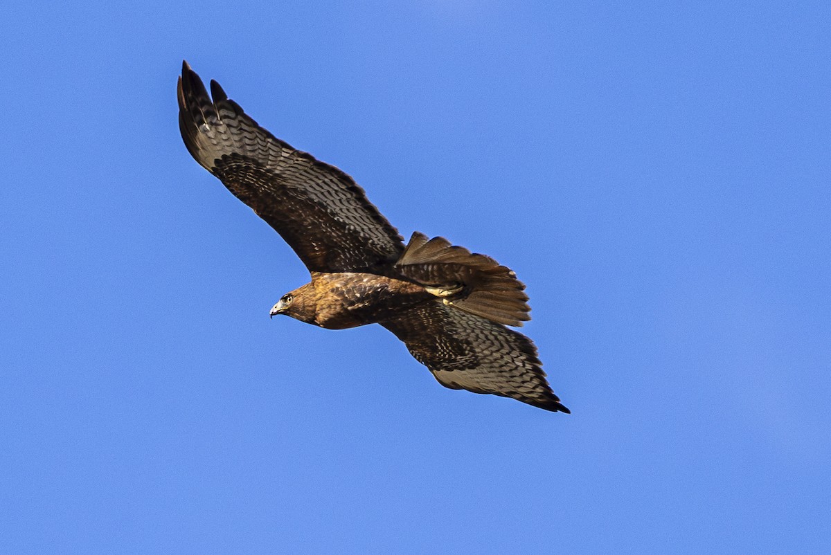 Red-tailed Hawk - ML615705390