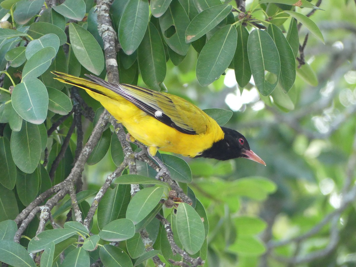 African Black-headed Oriole - ML615705405