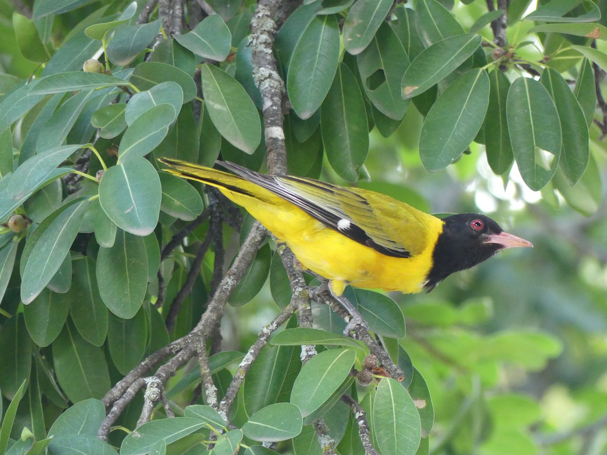 African Black-headed Oriole - ML615705408