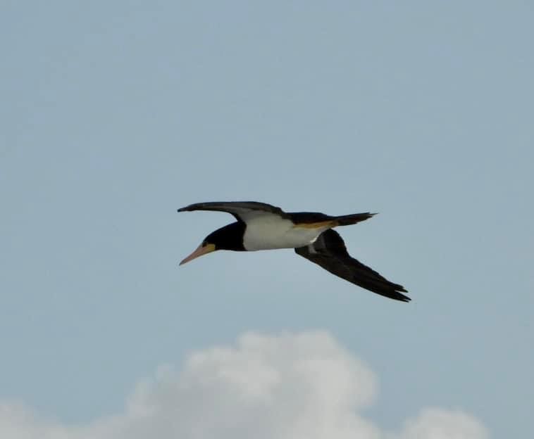 Brown Booby - ML615705426