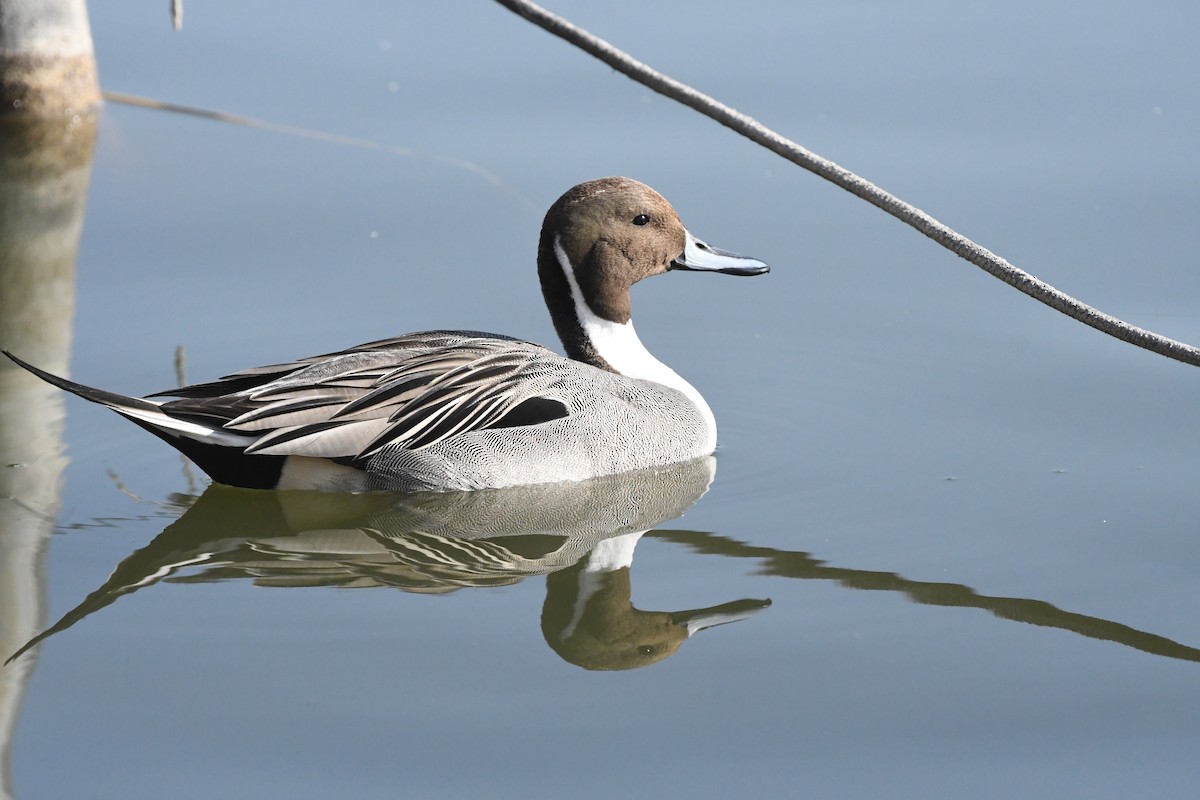 Northern Pintail - ML615705476