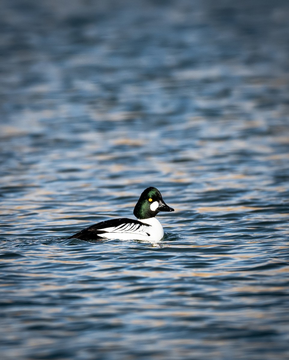 Common Goldeneye - ML615705487