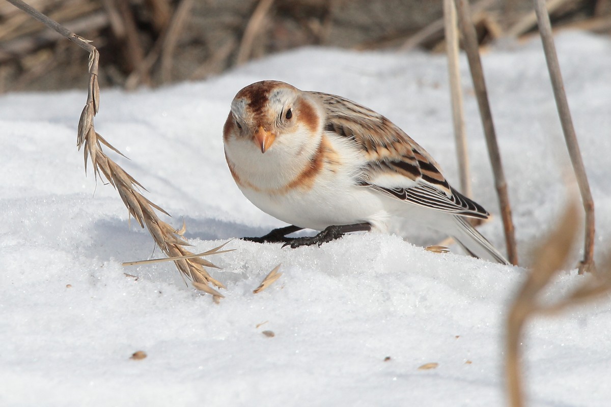 Snow Bunting - ML615705563