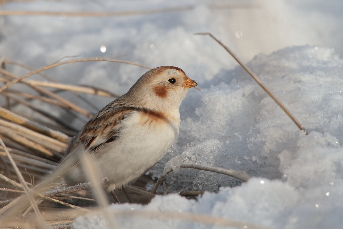 Snow Bunting - ML615705570