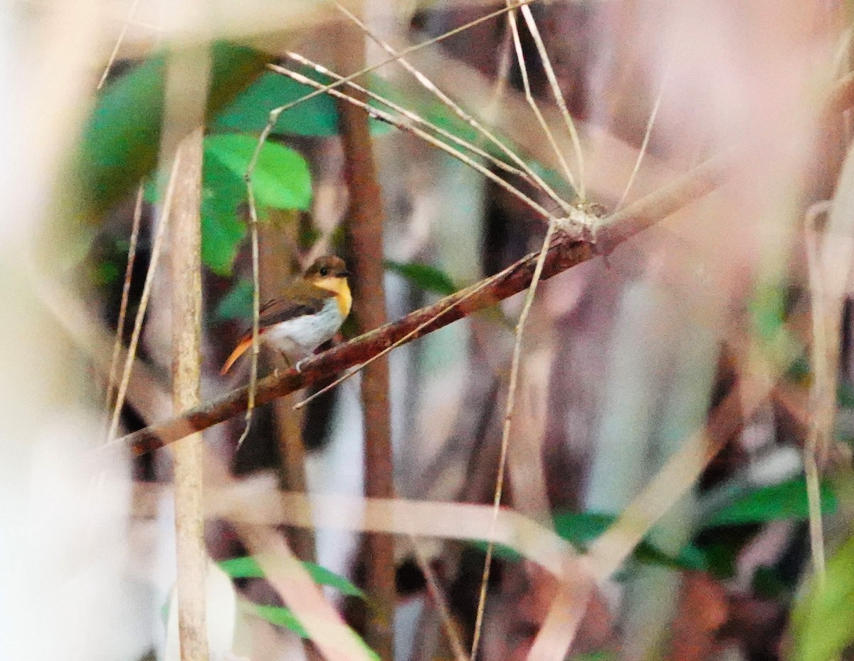 Palawan Flycatcher - ML615705575