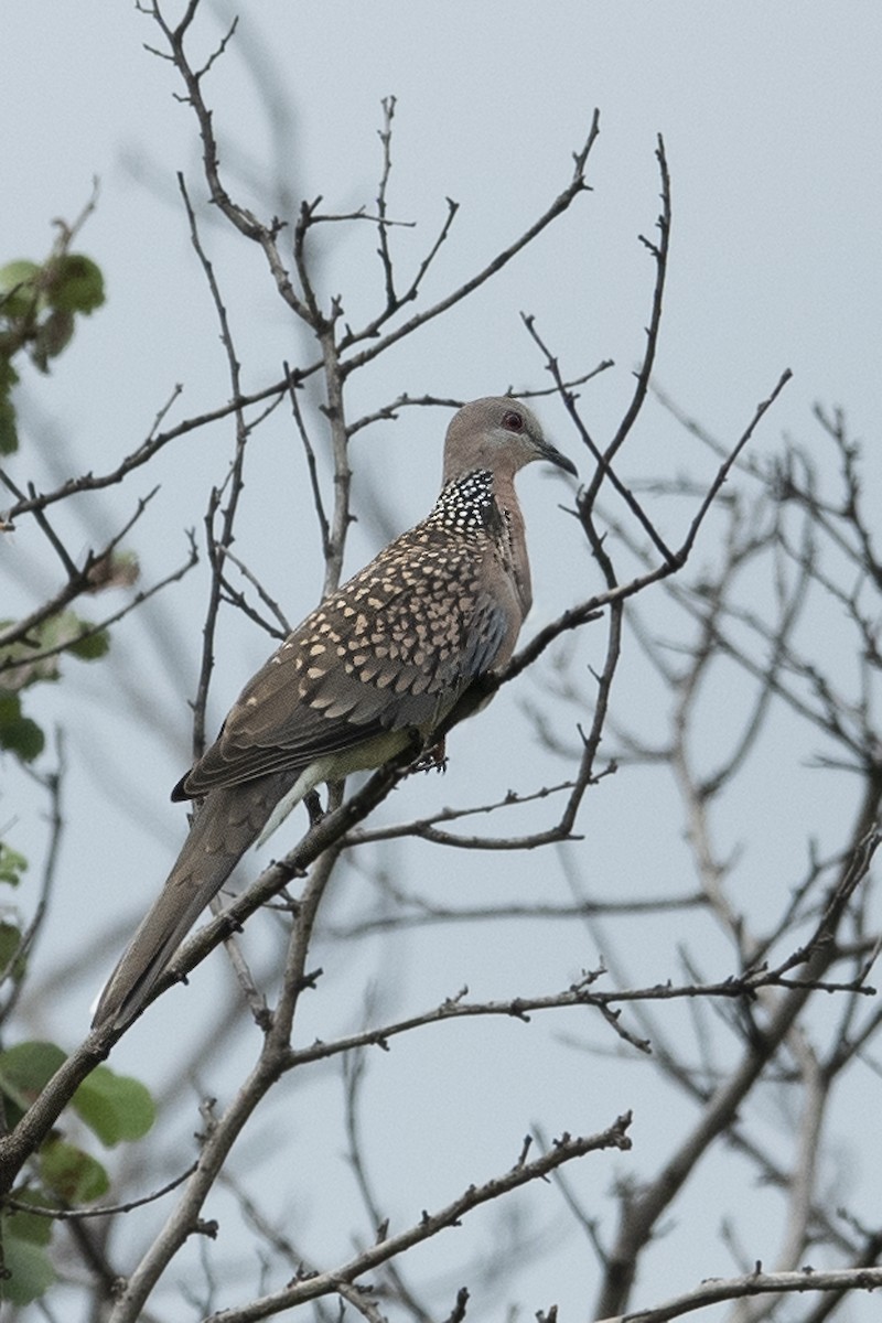 Spotted Dove - Prabhakar Manjunath