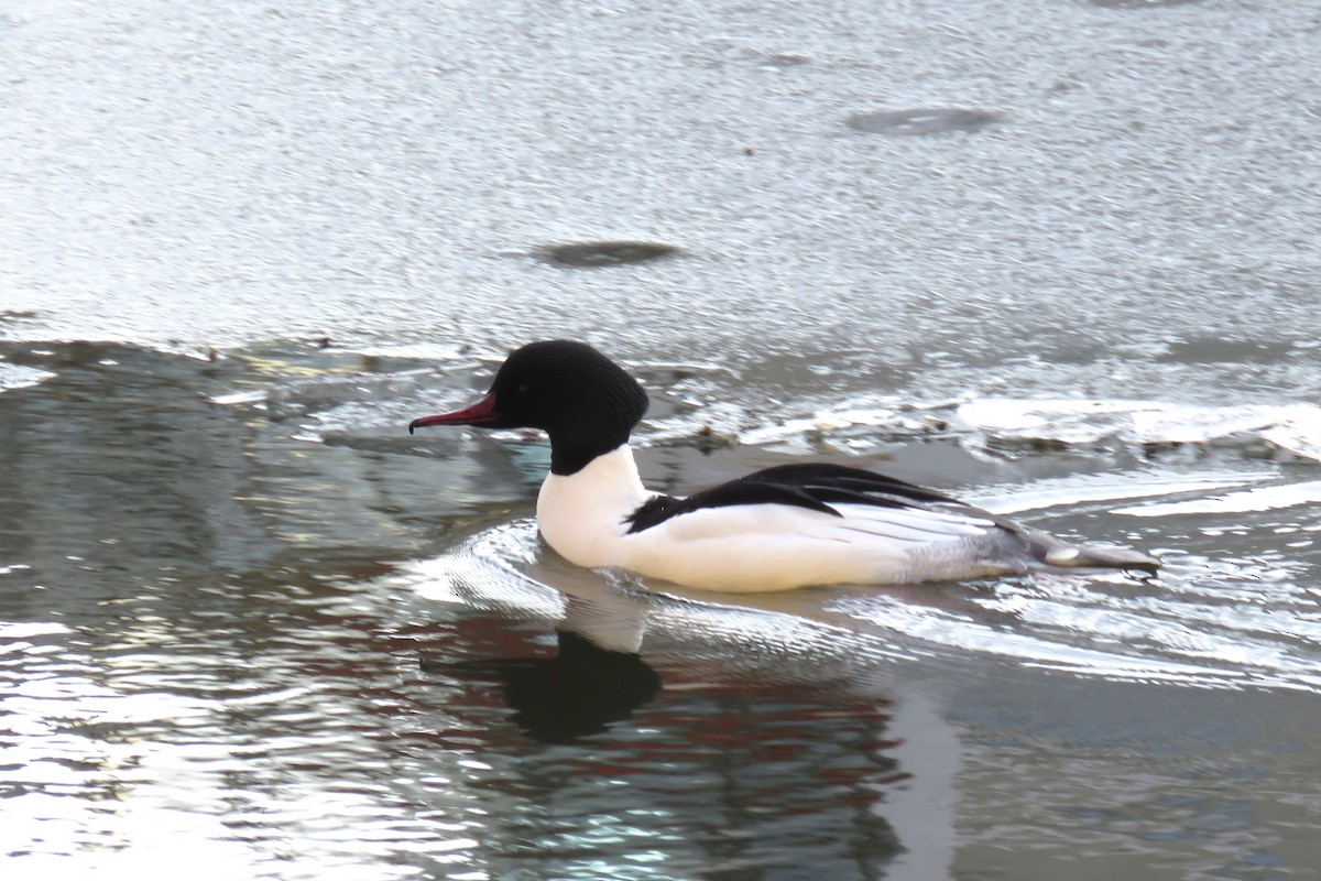 Common Merganser (Eurasian) - ML615705763
