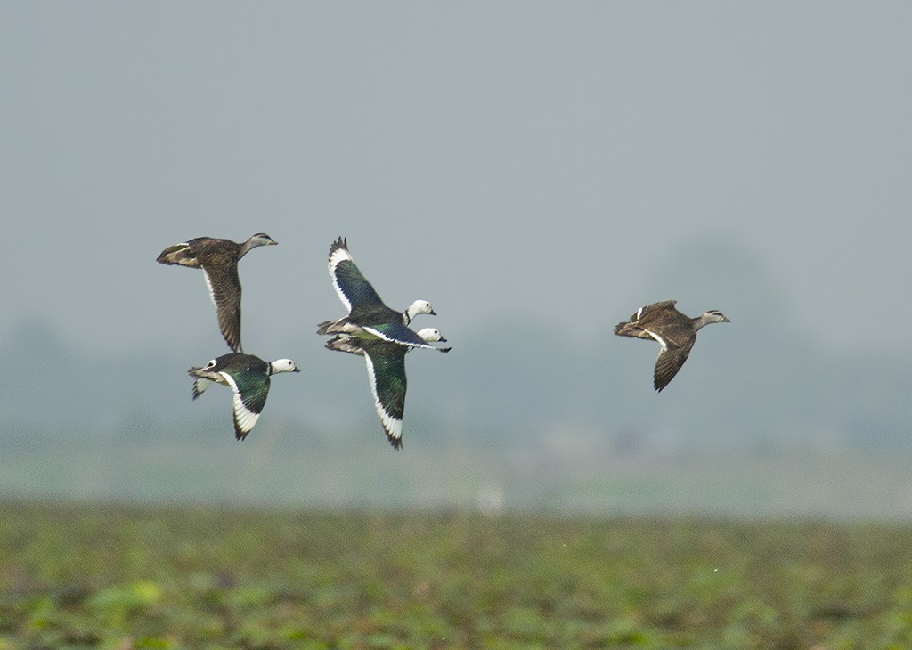 Cotton Pygmy-Goose - ML615705770