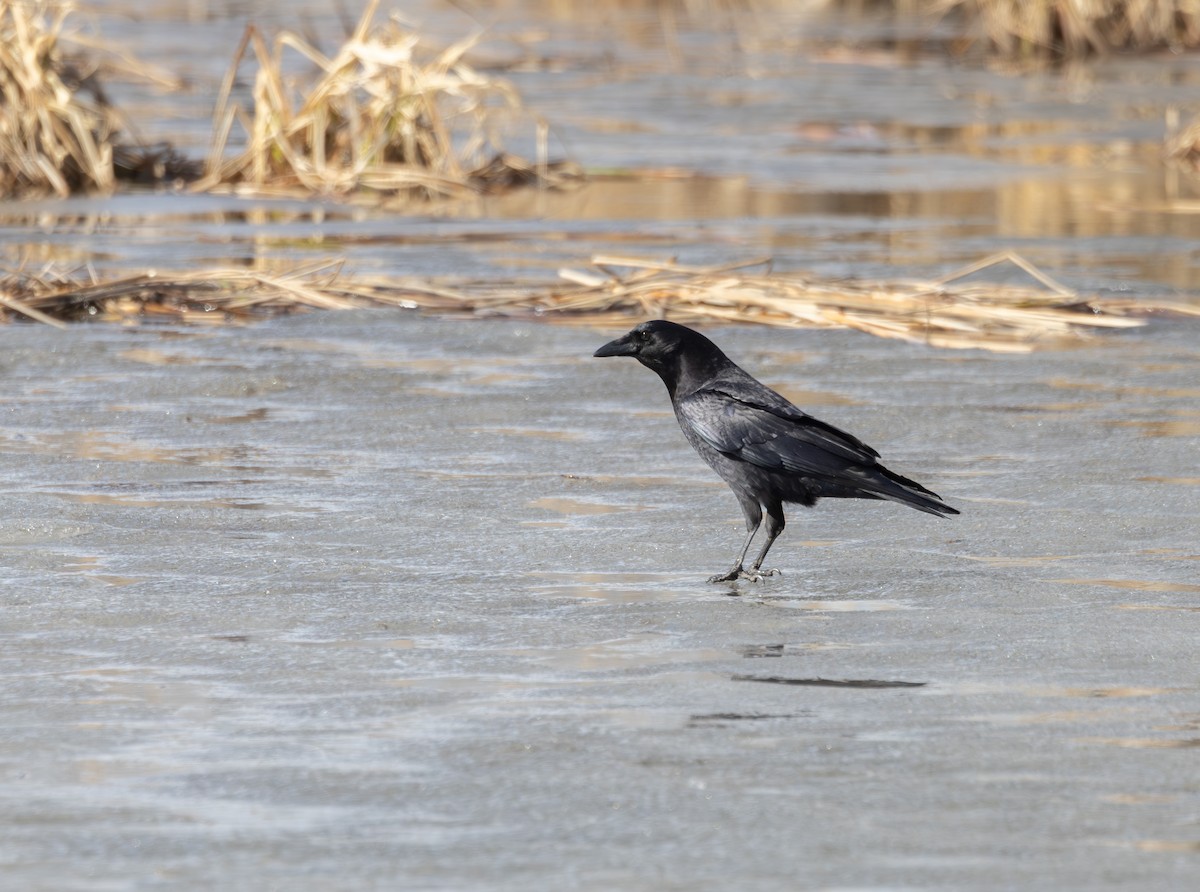 American Crow - Sylvie Martel / Gaétan Giroux