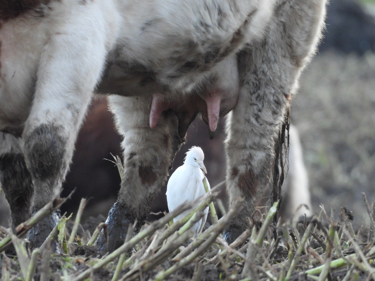 Western Cattle Egret - Lindsay Rowe