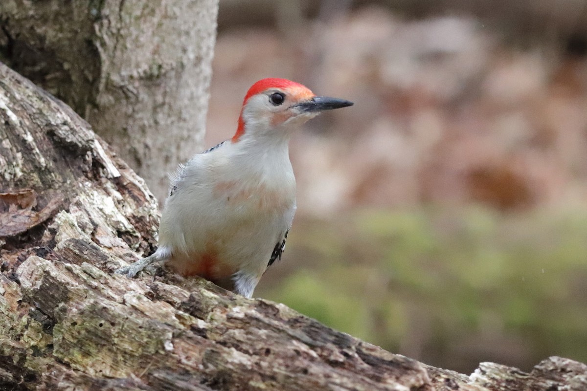 Red-bellied Woodpecker - ML615705921