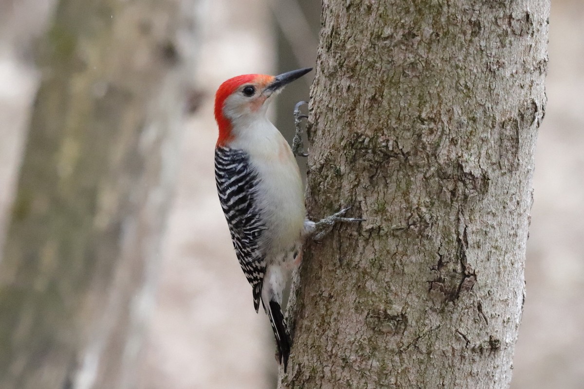 Red-bellied Woodpecker - ML615705922