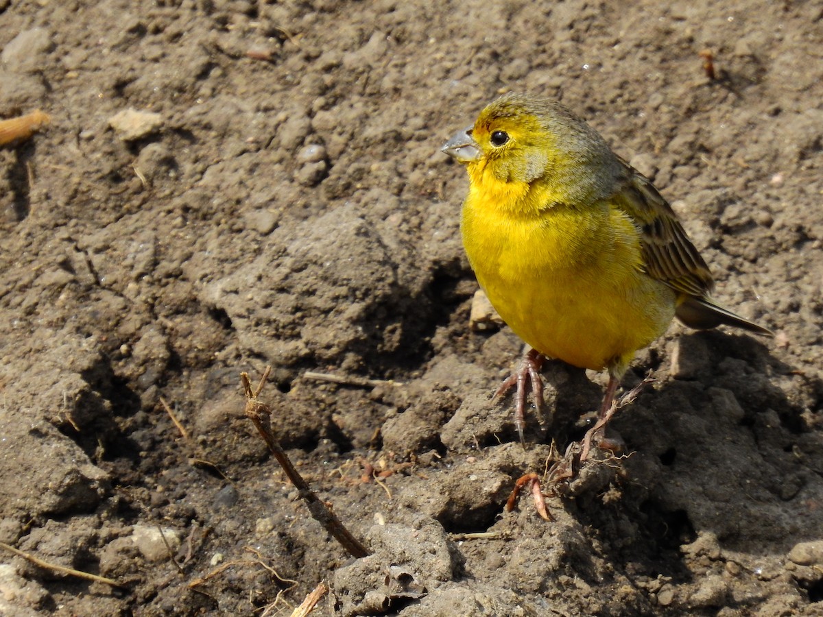 Grassland Yellow-Finch - ML615705925