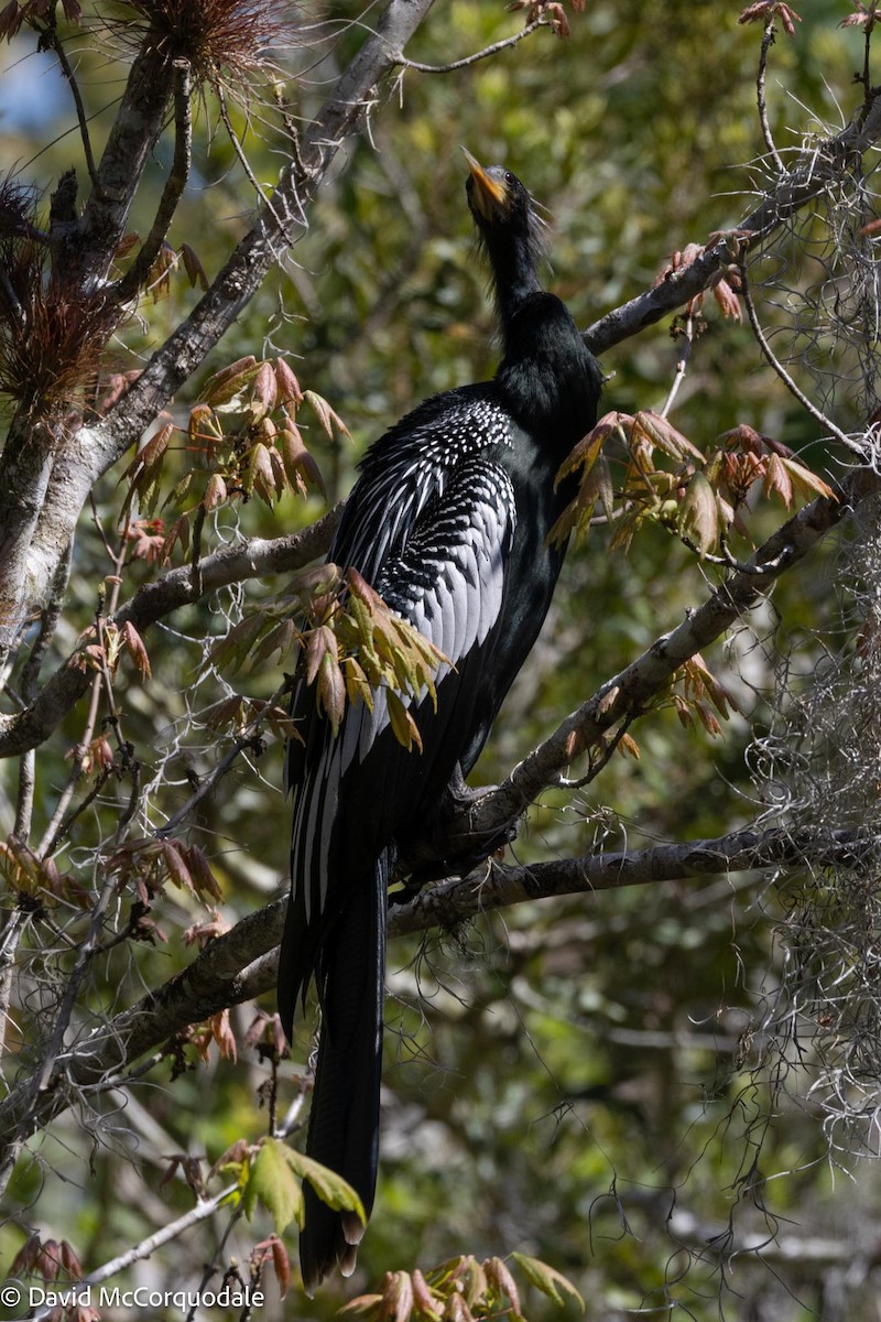 Anhinga d'Amérique - ML615705928