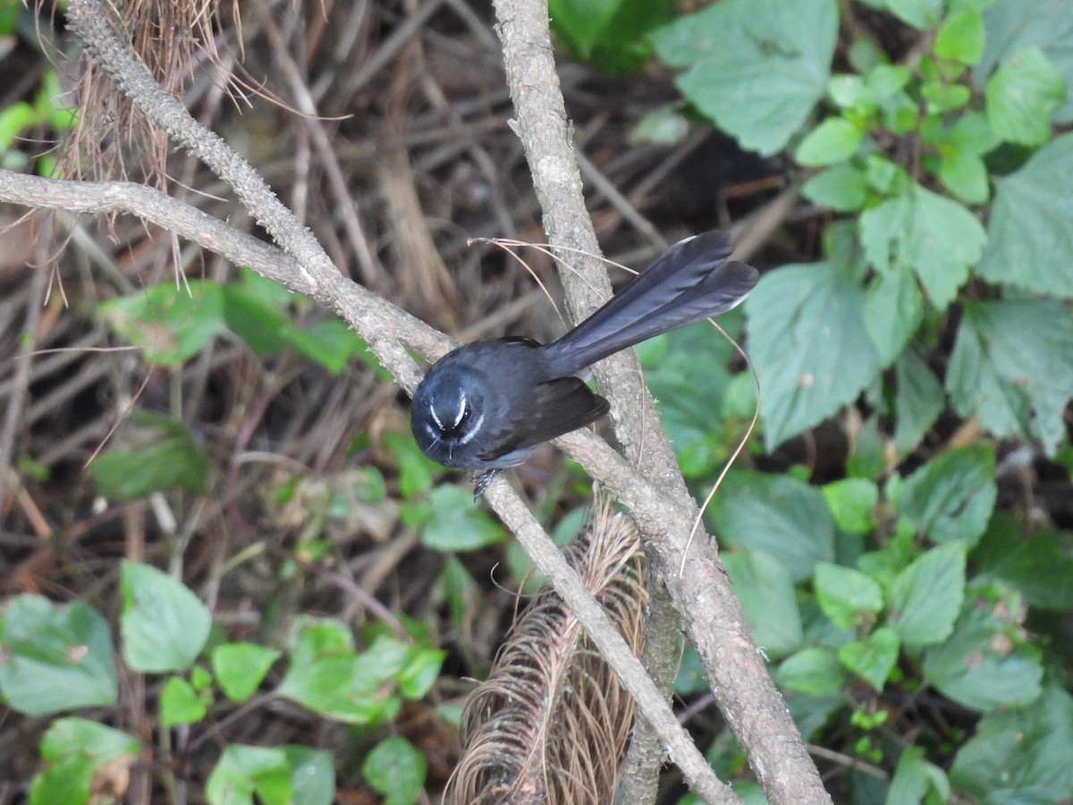 White-throated Fantail - ML615705933