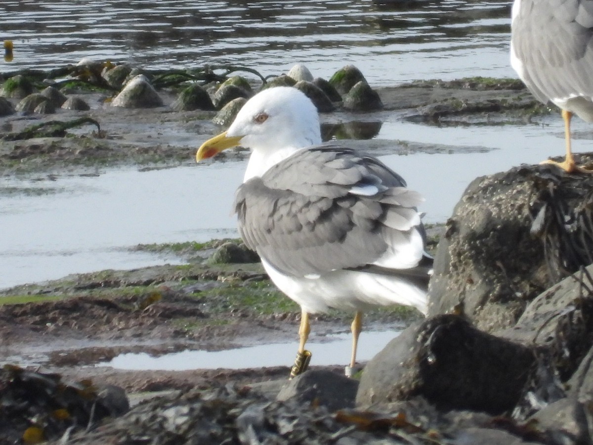 Lesser Black-backed Gull - Lindsay Rowe