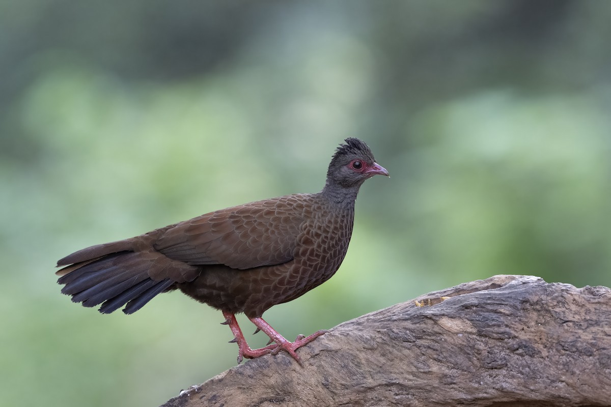 Red Spurfowl - ML615705973