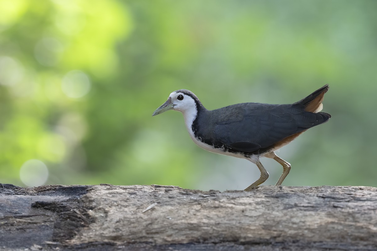 White-breasted Waterhen - Prabhakar Manjunath