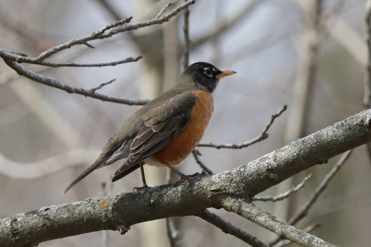 American Robin - ML615706017