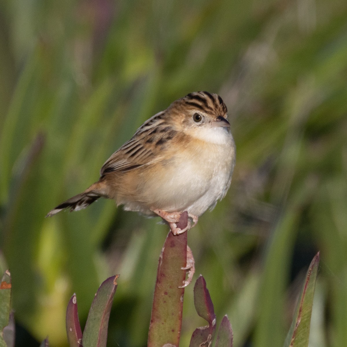 Zitting Cisticola (African) - ML615706020