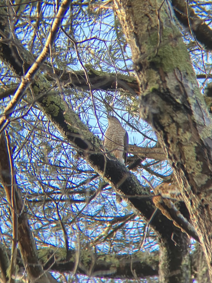 Cooper's Hawk - ML615706021