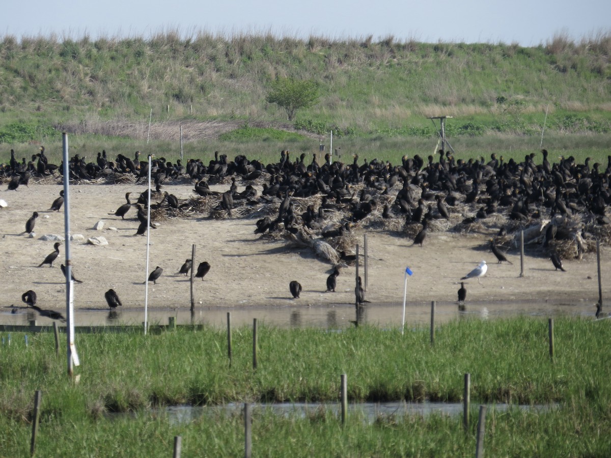 Double-crested Cormorant - ML615706047