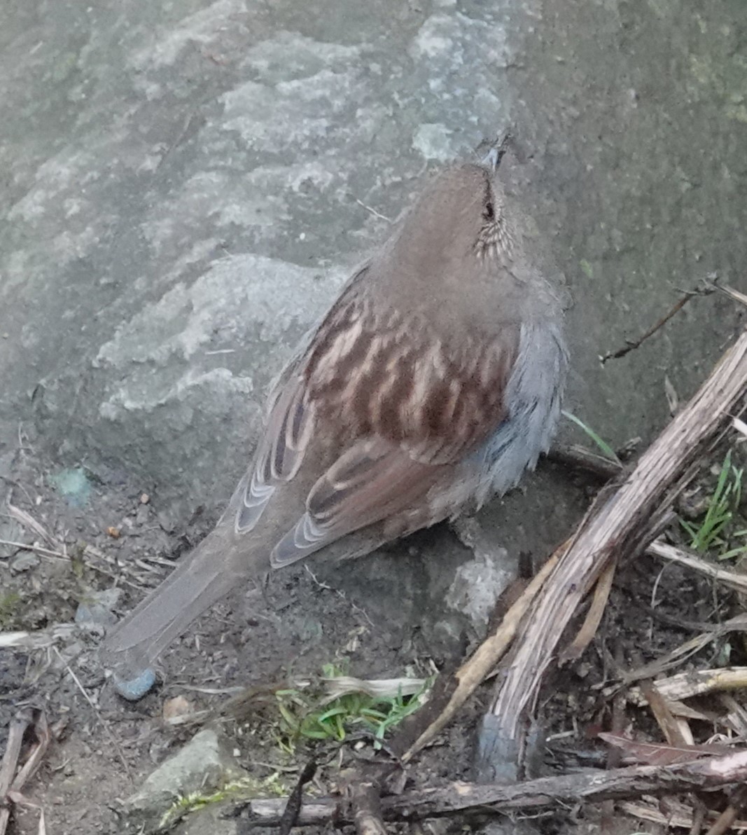 Japanese Accentor - Mark Robbins