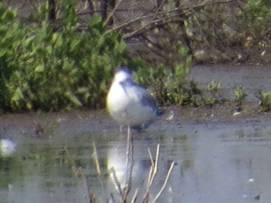 Bonaparte's Gull - ML615706052