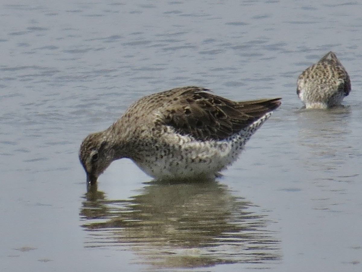 Short-billed Dowitcher (griseus) - ML615706078