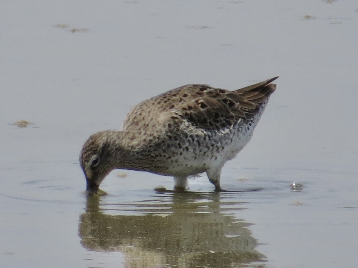 Short-billed Dowitcher (griseus) - ML615706083