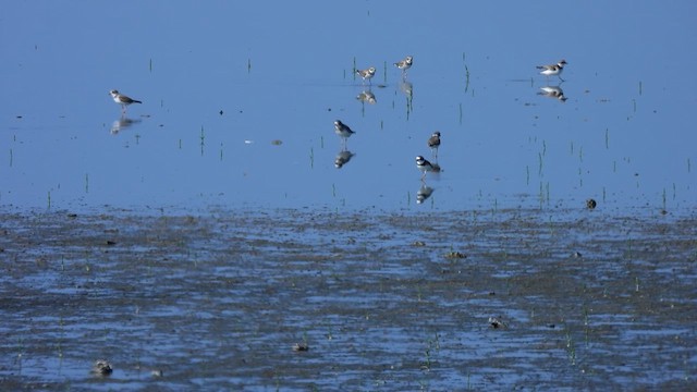 Semipalmated Plover - ML615706084