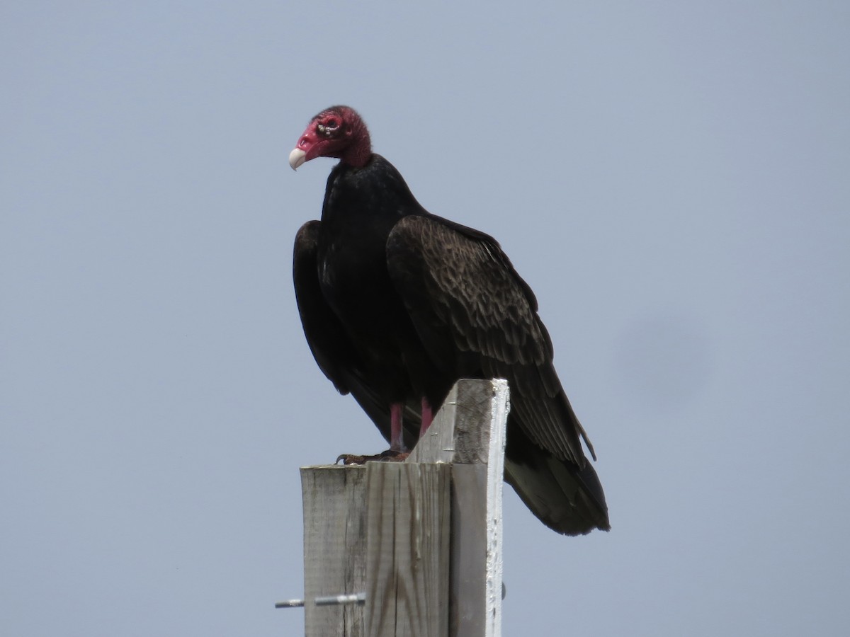 Turkey Vulture - ML615706118