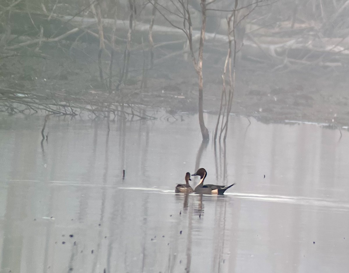 Northern Pintail - ML615706209