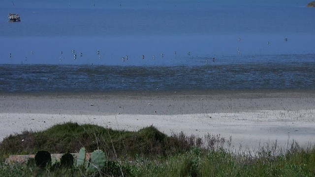 Semipalmated Plover - ML615706216