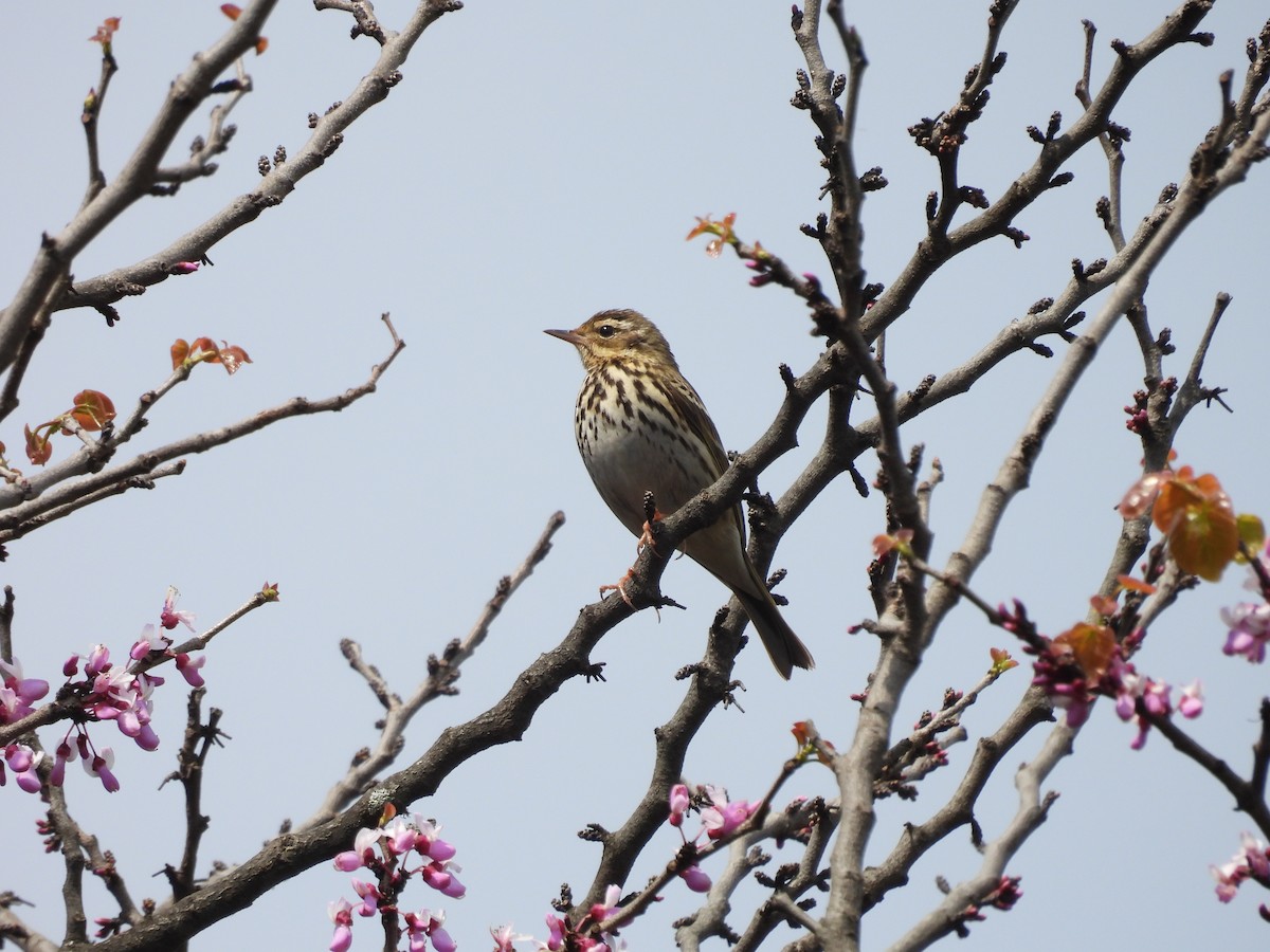 Olive-backed Pipit - ML615706253